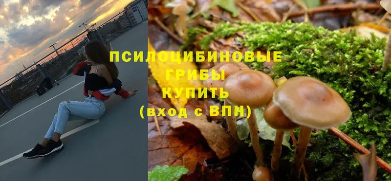 Псилоцибиновые грибы Psilocybe  Высоцк 